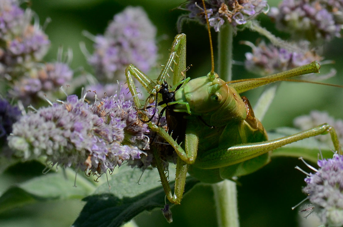 Tettigonia cantans che sgranocchia un Cerambicidae